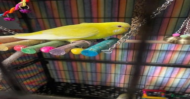 Budgerigars birds - Advert 11