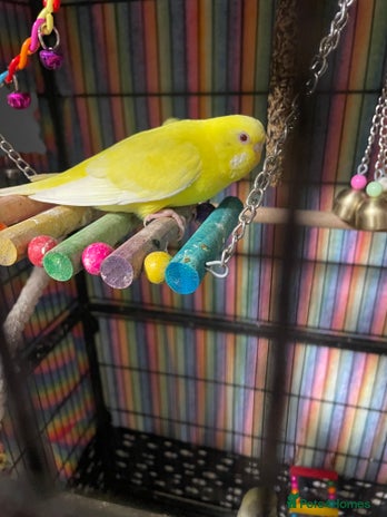 Budgerigars birds - Advert 1