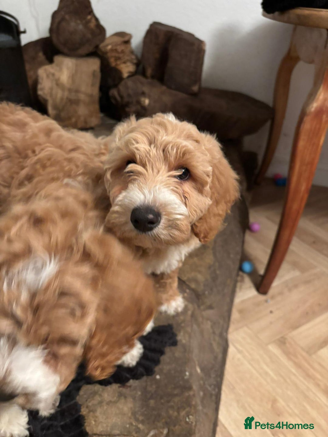 Australian Labradoodle dogs for sale: Australian Labradoodles for Sale - Advert 6