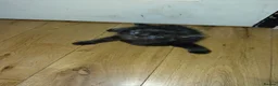 Bengal cats for sale: Rare Silver Smoke Bengal and Black Kittens. MALES - Advert 6