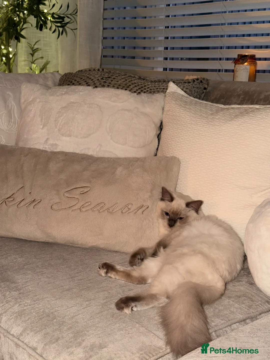Ragdoll cats for sale: Beautiful blue mitted ragdoll girl xx - Advert 2