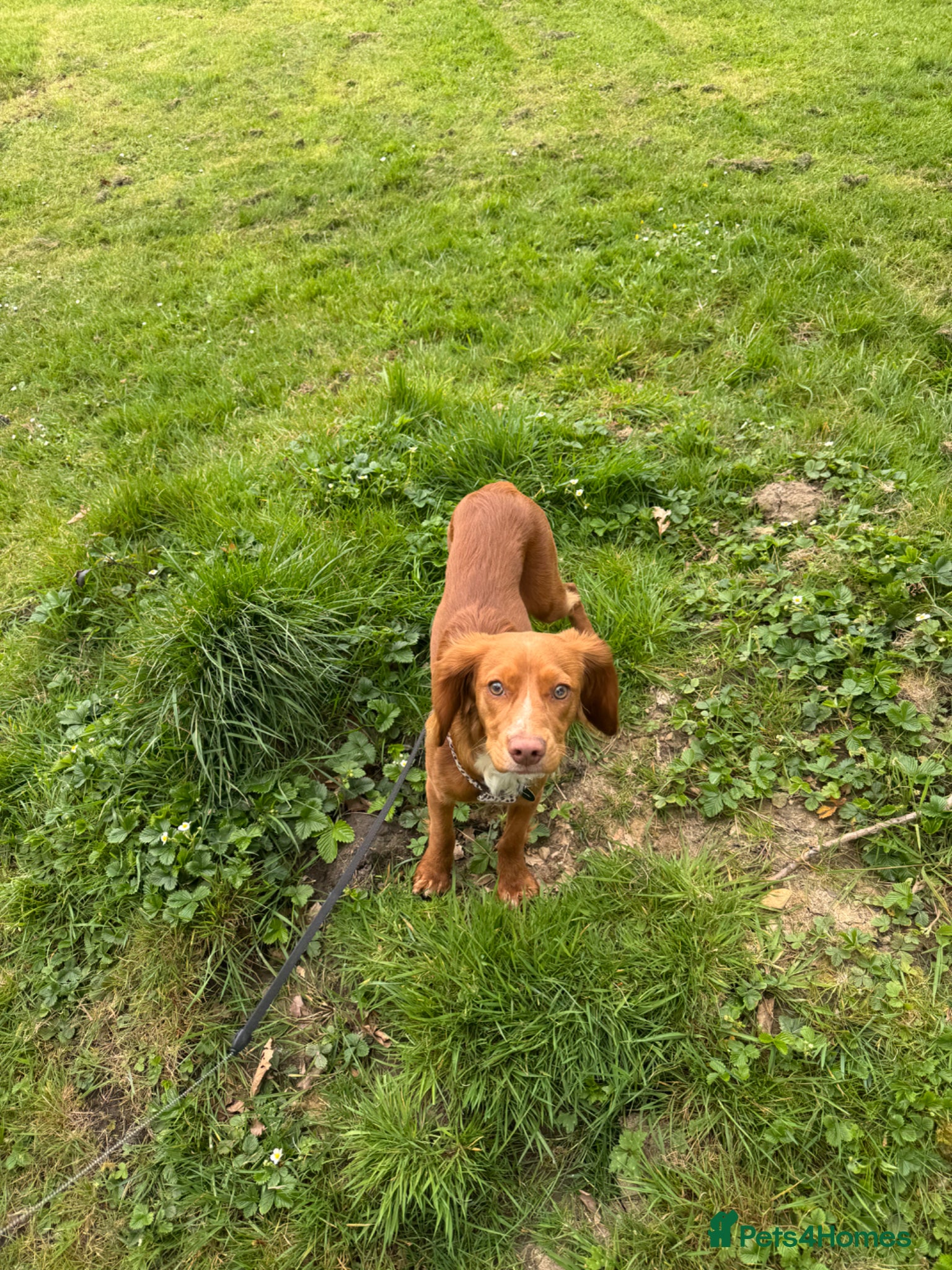 Cocker Spaniel dogs Sad goodbye  - Advert 1