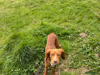 Cocker Spaniel dogs Sad goodbye - Advert 1