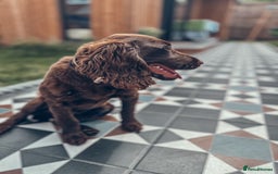 Cocker Spaniel dogs for sale: 4 months old working cocker spaniel - Image 6