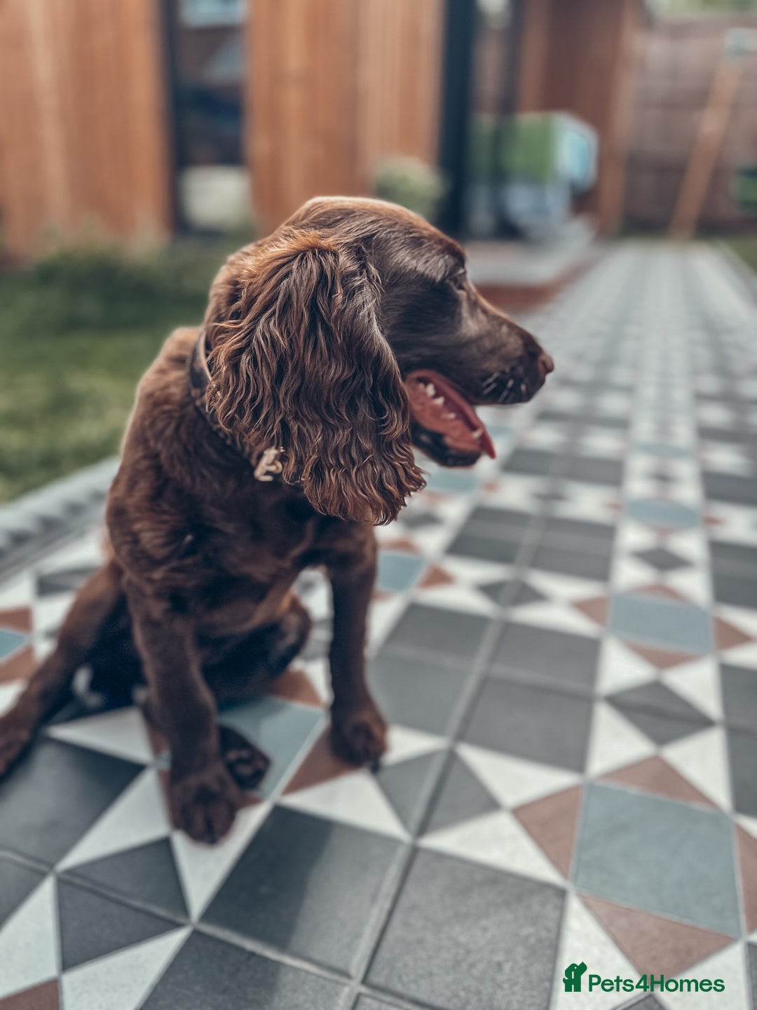Cocker Spaniel dogs for sale: 4 months old working cocker spaniel - Image 6