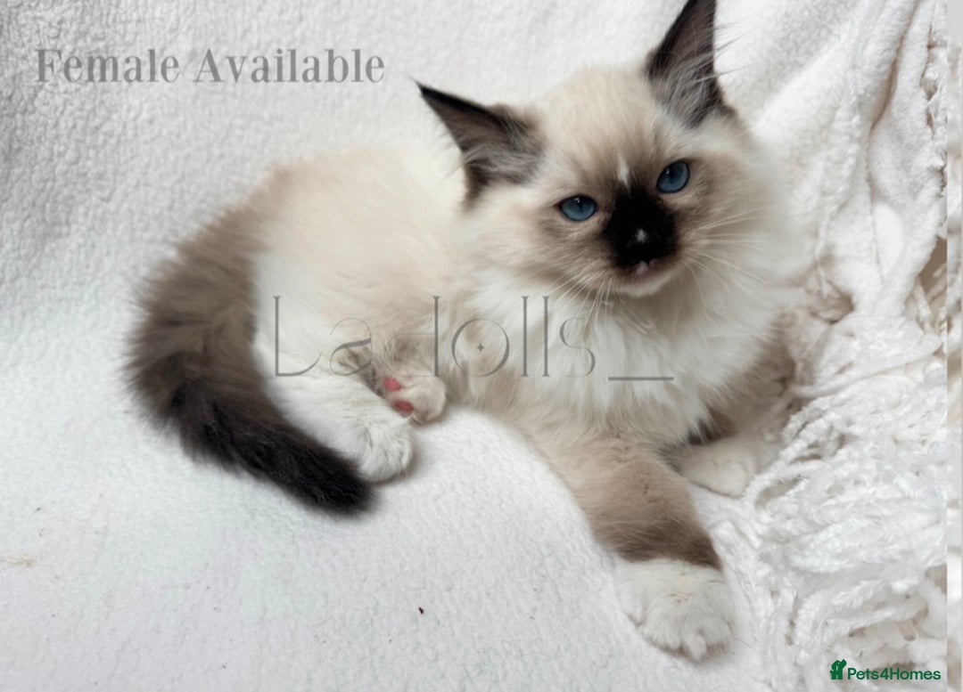 Ragdoll cats for sale: One beautiful female Available, ready to go 🐾 - Advert 4