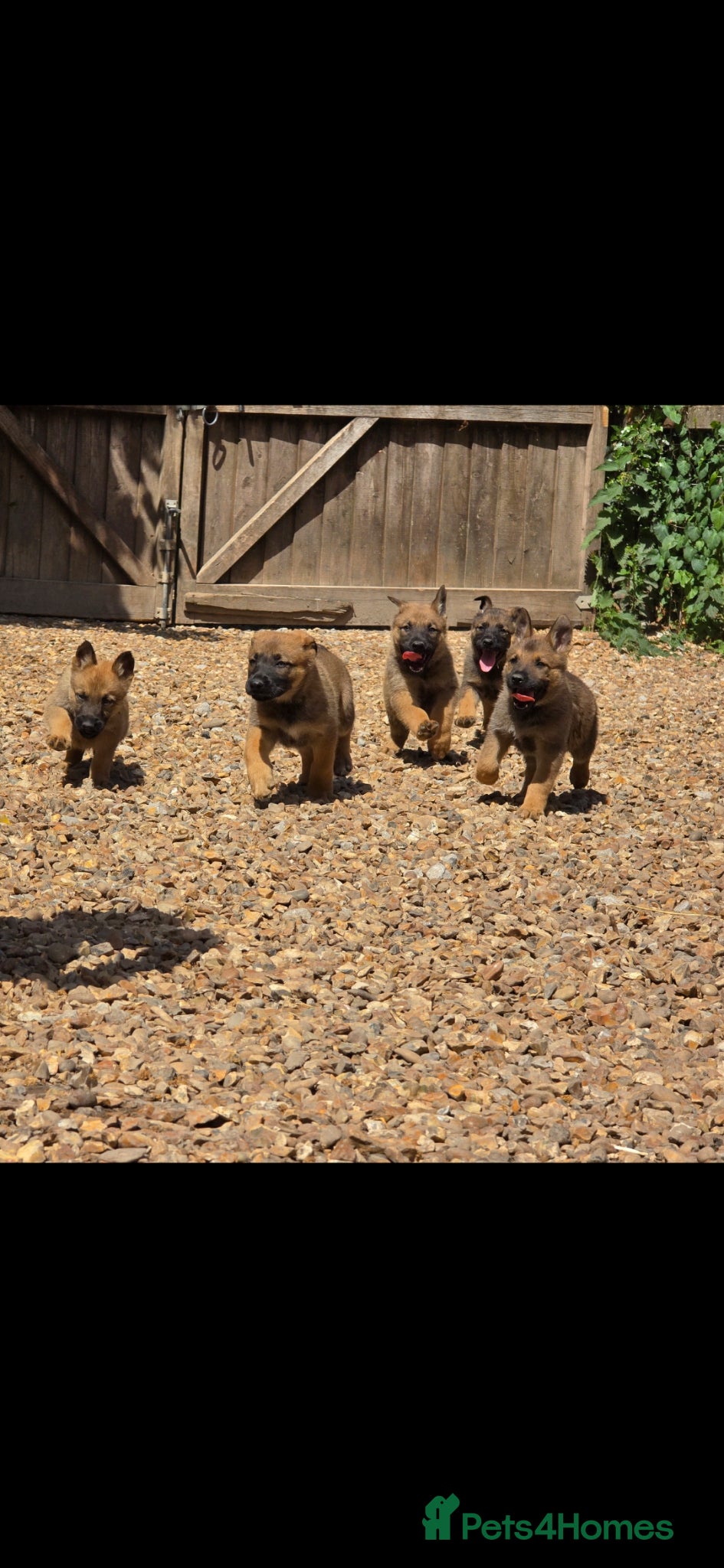 Mixed Breed dogs Shepherd's available.  Last 2 £500 - Advert 9