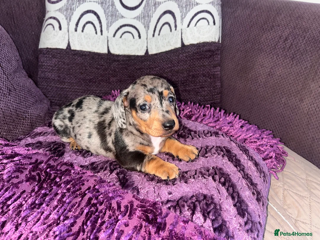 Miniature Dachshund dogs for sale: 🥰🐶MINIATURE DACHSHUND PUPPIE🥰🐶 - Advert 8