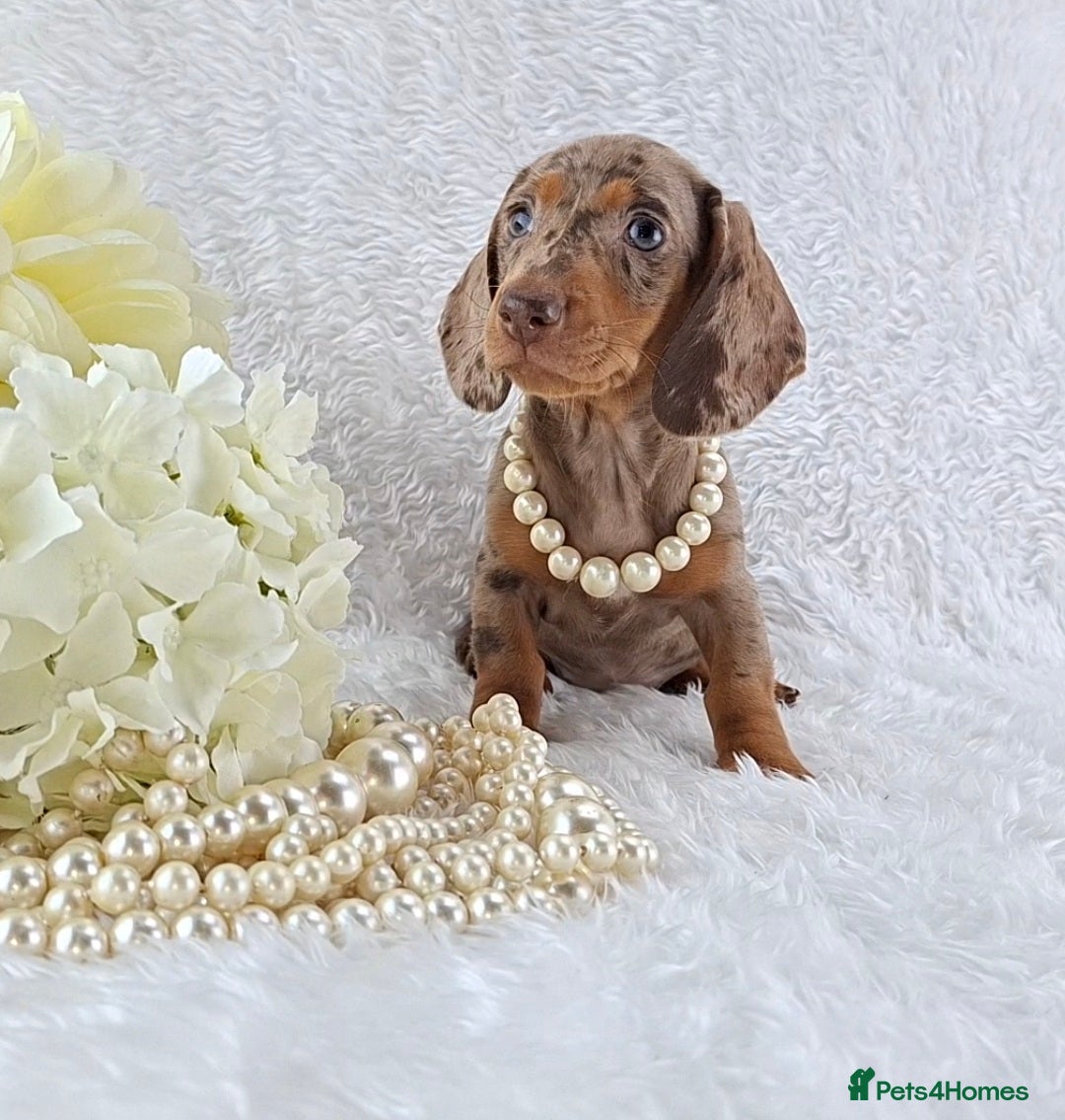 Miniature Dachshund dogs Stunning Miniature Dachshund Puppies  - Advert 2