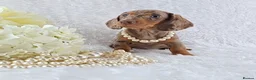 Miniature Dachshund dogs for sale: Stunning Miniature Dachshund Puppies  - Advert 2