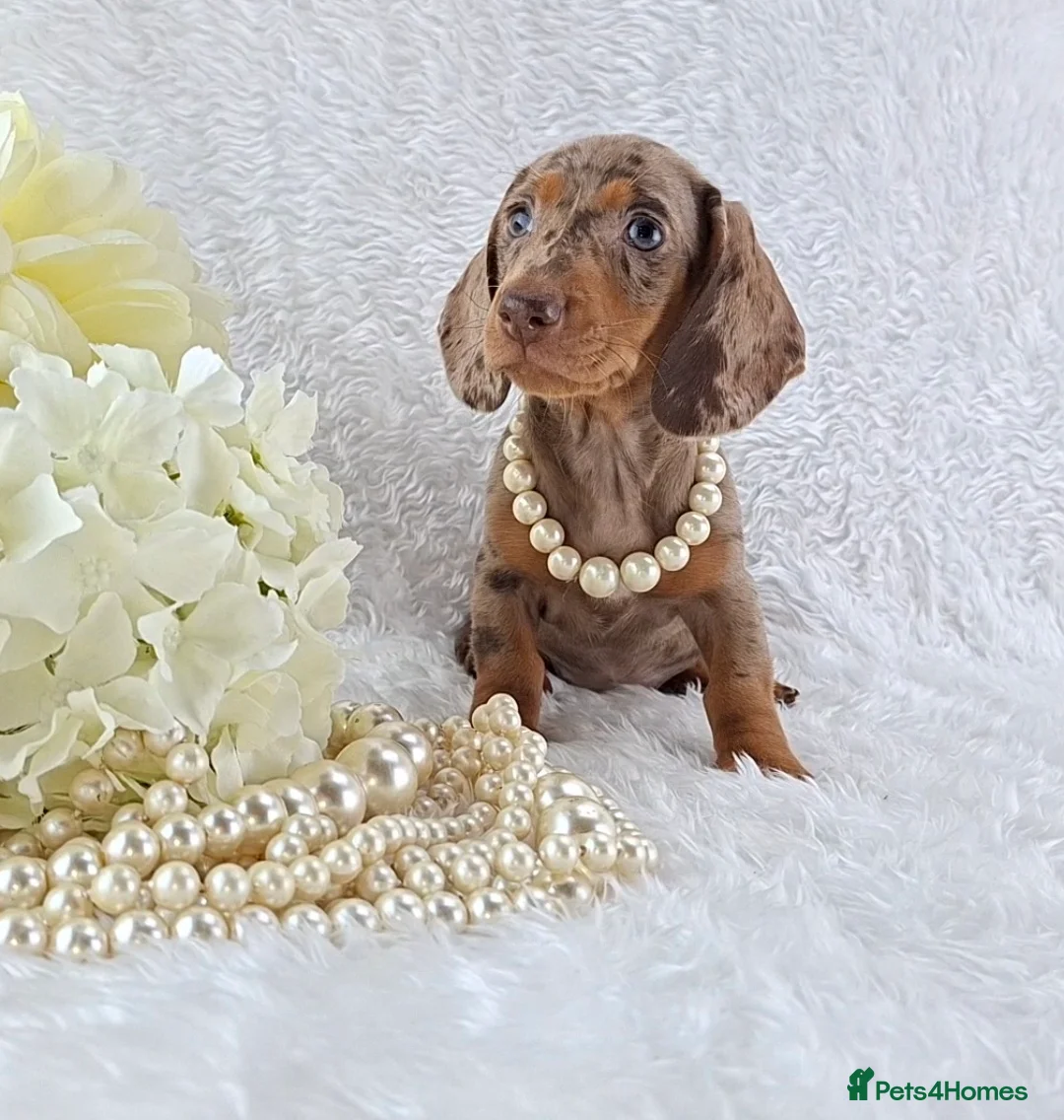 Miniature Dachshund dogs for sale: Stunning Miniature Dachshund Puppies  - Advert 2