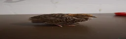 Quail poultry for sale: Mixed Japanese coturnix quail chicks - Advert 6