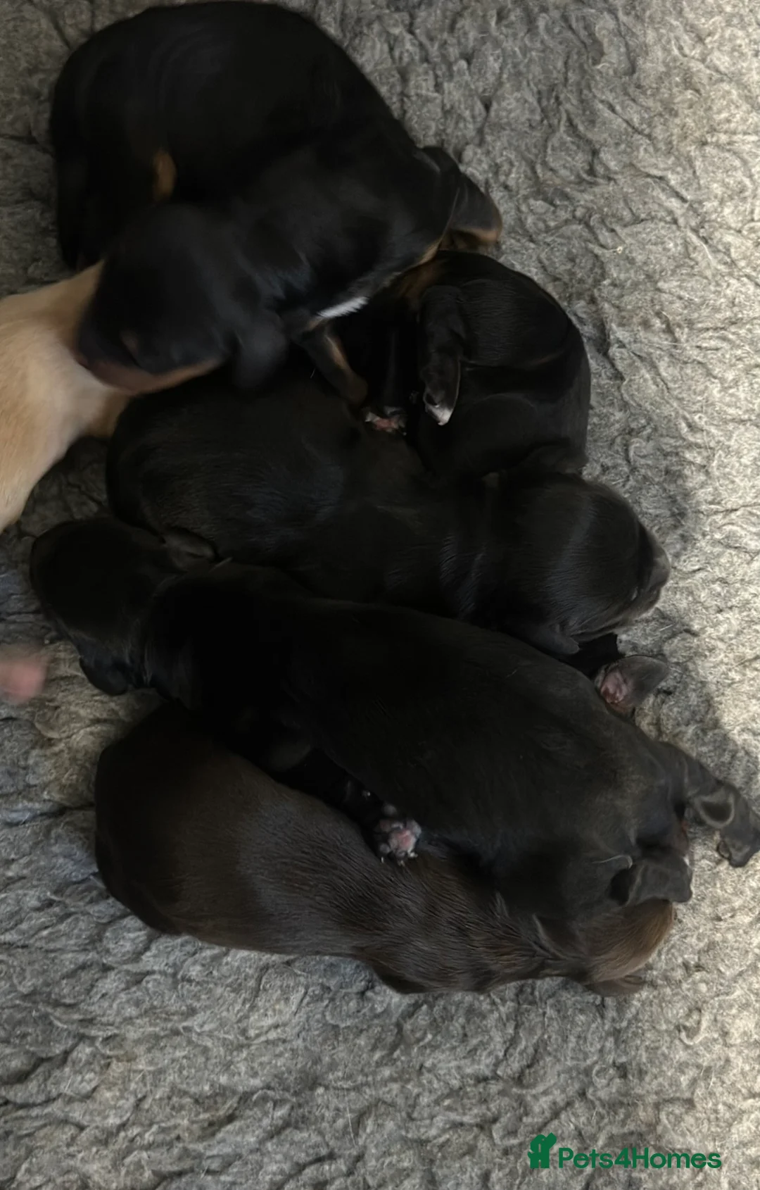 Cocker Spaniel dogs for sale: KC reg working cocker spaniels  - Advert 8