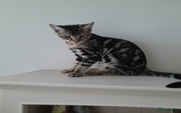 Savannah cats for sale: Full Pedigree TICA Reg Marbled Savannah Boy Kitten - Image 12