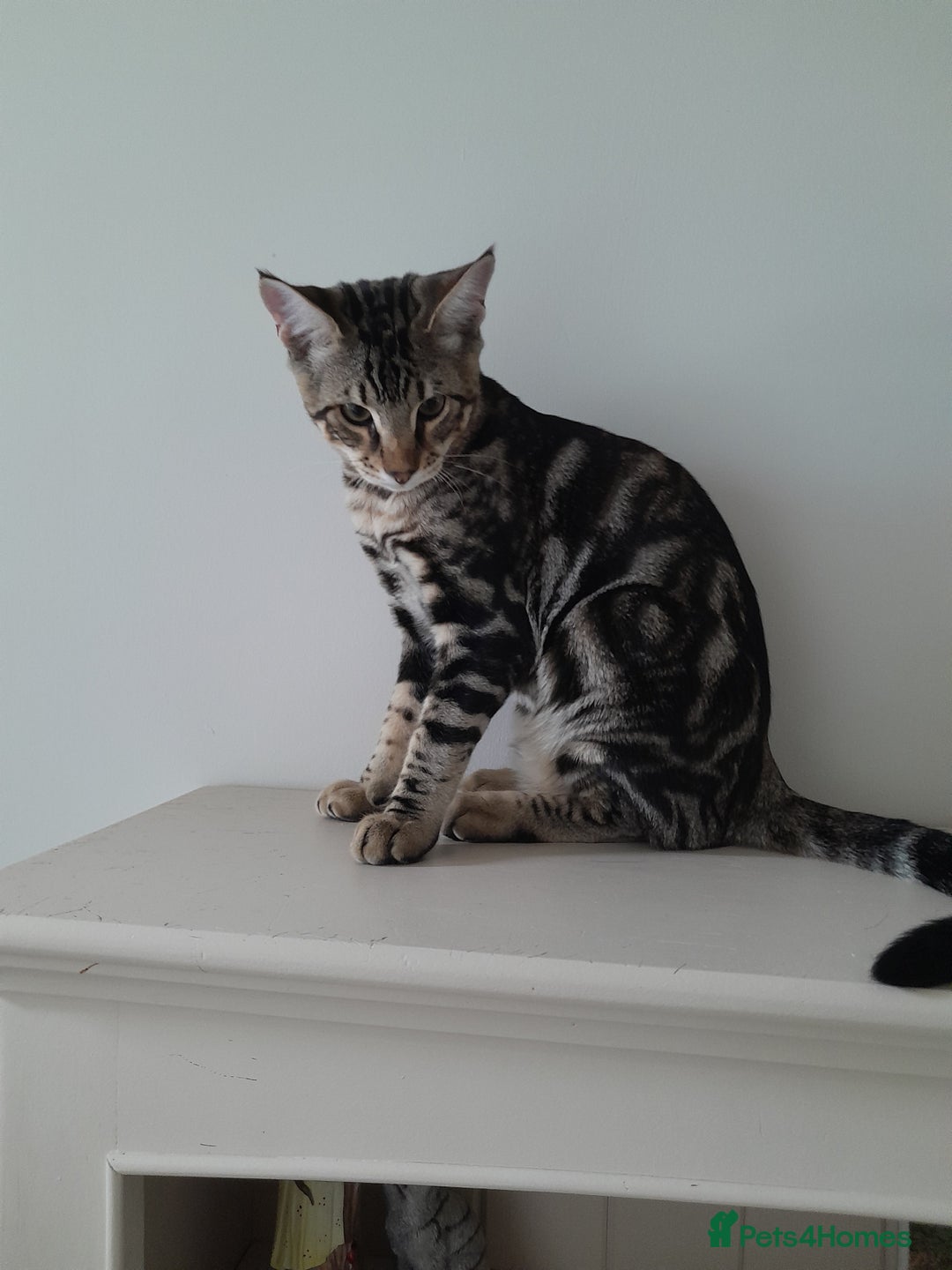 Savannah cats for sale: Full Pedigree TICA Reg Marbled Savannah Boy Kitten - Image 12