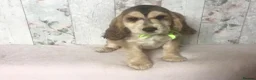 Cocker Spaniel dogs for sale: KC reg Cocker pups - Advert 3