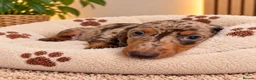 Miniature Dachshund dogs for sale: Miniature Dachshund Puppies  - Advert 25