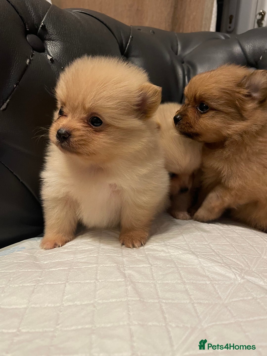 Pomeranian dogs for sale: Beautiful 🤩 Pomarenian puppies  - Image 9