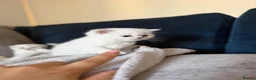 Scottish Fold cats for sale: Silver chinchilla Scottish folds  - Advert 13
