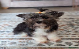 Biewer Terrier dogs for stud: Purebred Pedigree Biewer Terrier Proven Stud in Merthyr Tydfil - Image 7