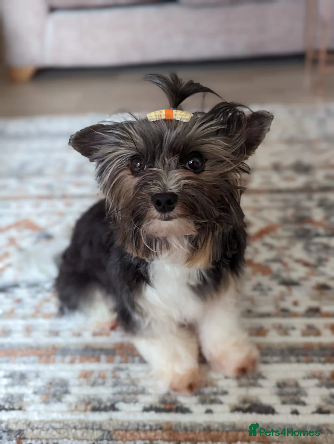 Biewer Terrier dogs for stud: Purebred Pedigree Biewer Terrier Proven Stud in Merthyr Tydfil - Advert 7