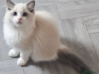 Ragdoll cats Tica active queens. - Advert 14