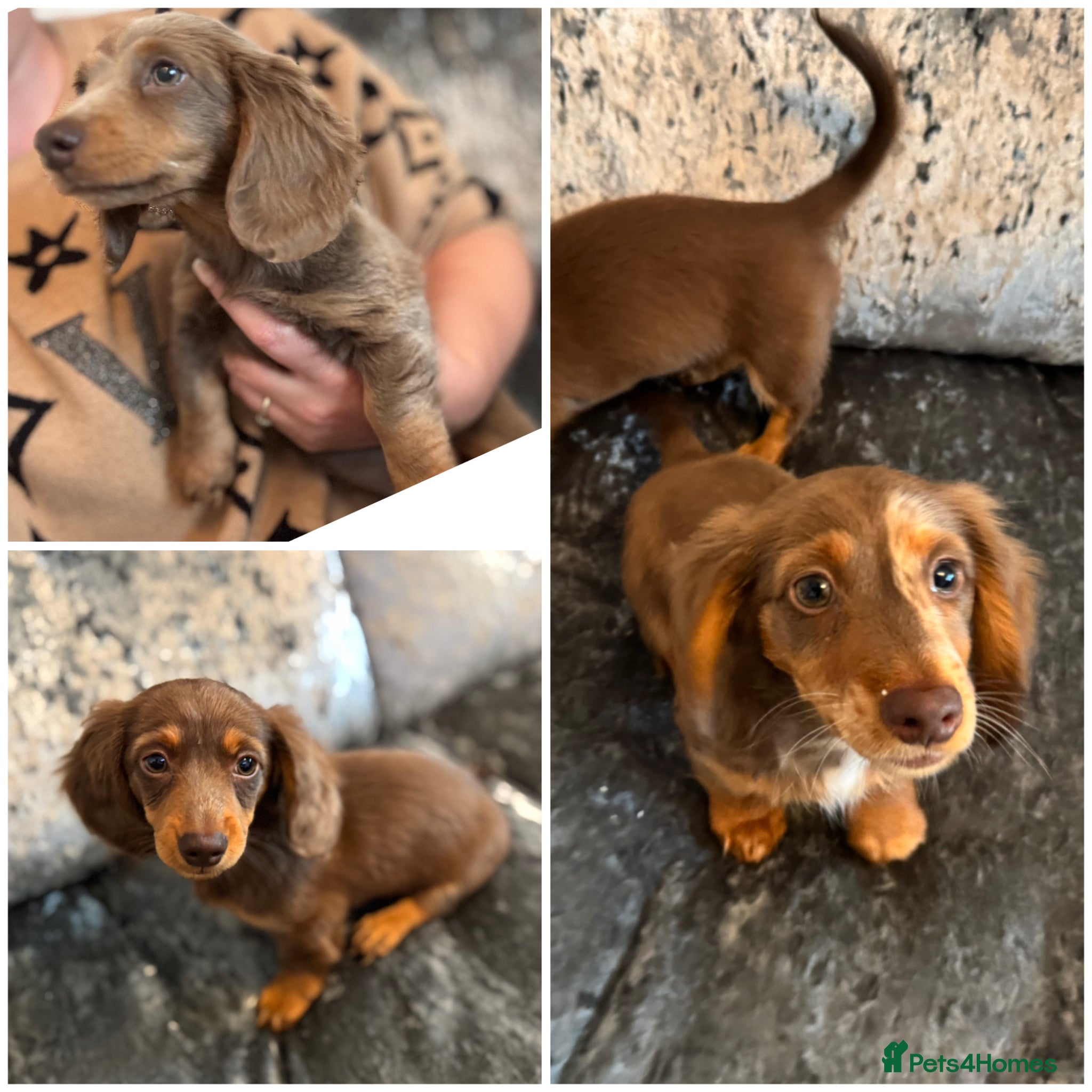 Miniature Dachshund dogs Miniature Long hair dachshund puppies  - Advert 5