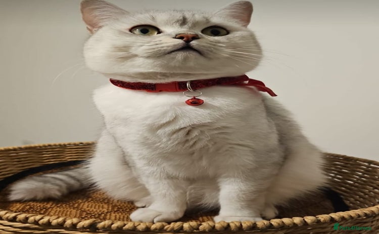 British Shorthair cats - Advert 14