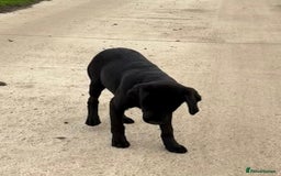 Labrador Retriever dogs for sale: ⭐️Fabulous Black Boy⭐️ - Image 5