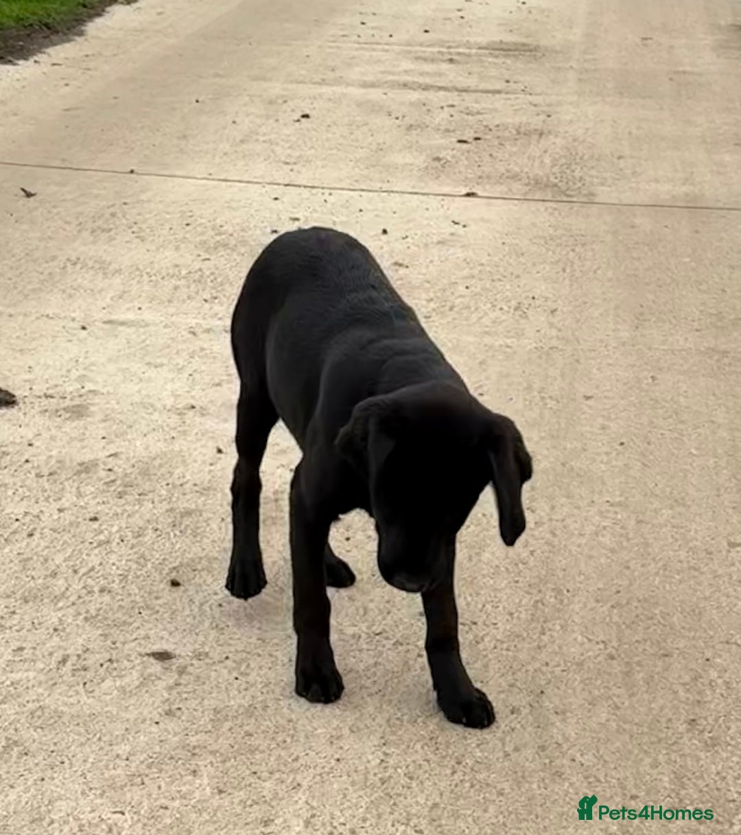 Labrador Retriever dogs for sale: ⭐️Fabulous Black Boy⭐️ - Image 5