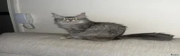 Maine Coon cats for sale: Stunning main coon Strom  - Advert 8