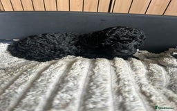 Cockapoo dogs for sale: F1b Cockapoo  - Image 14
