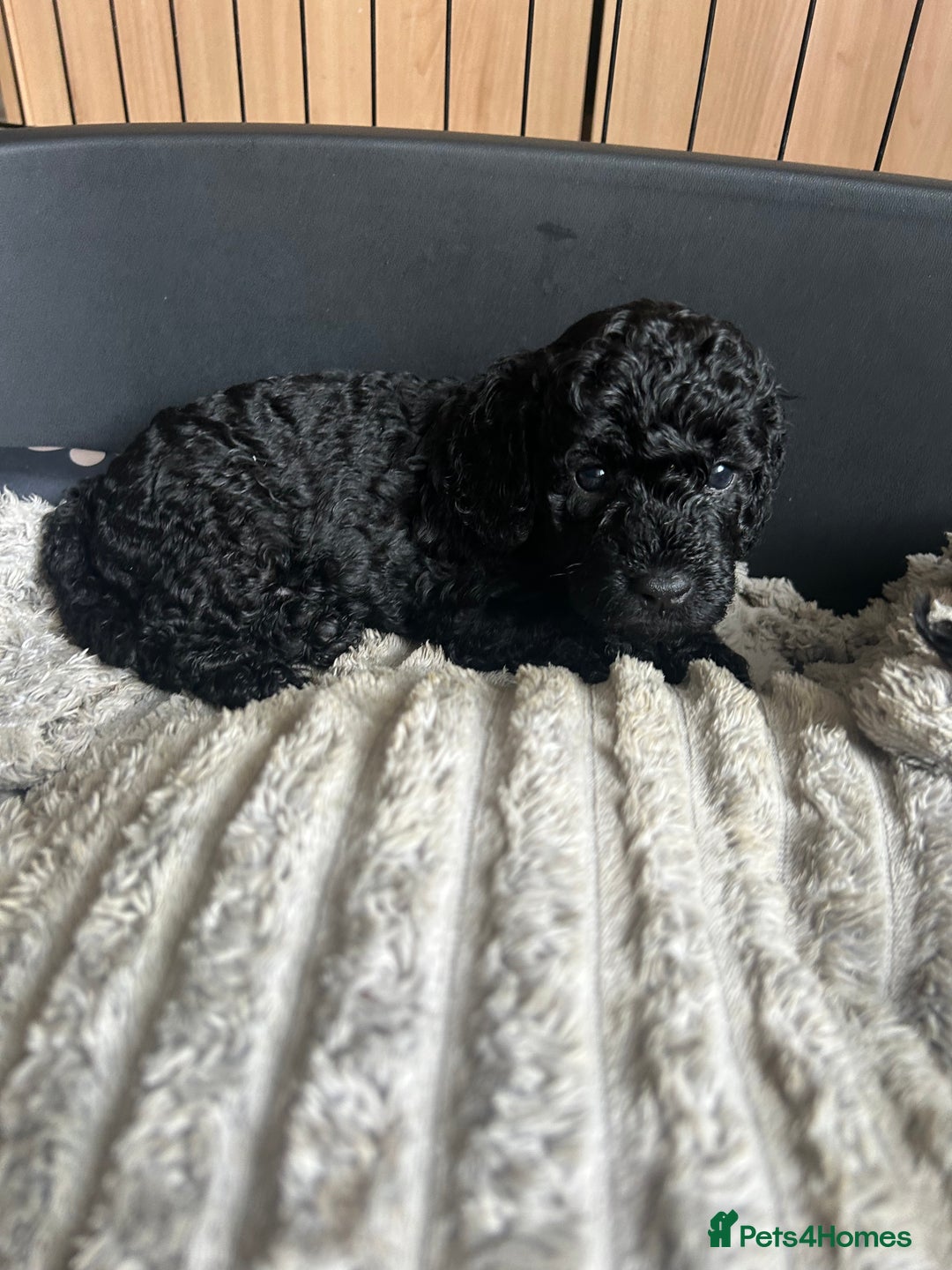 Cockapoo dogs for sale: F1b Cockapoo  - Image 14