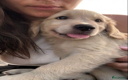 Golden Retriever dogs for sale: Quality KC Golden Retriver Puppies - Image 6