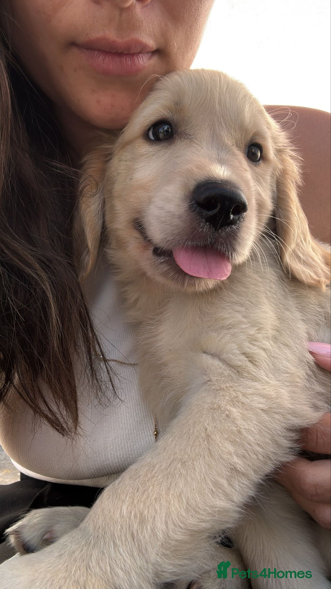 Golden Retriever dogs for sale: Quality KC Golden Retriver Puppies - Image 6