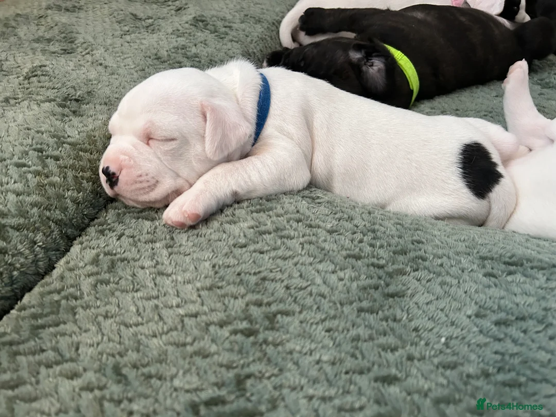 Staffordshire Bull Terrier dogs for sale: Beautiful Staffordshire bull terrier pups - Advert 2