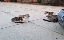 Mixed Breed cats for sale: Little baby kittens  - Image 3