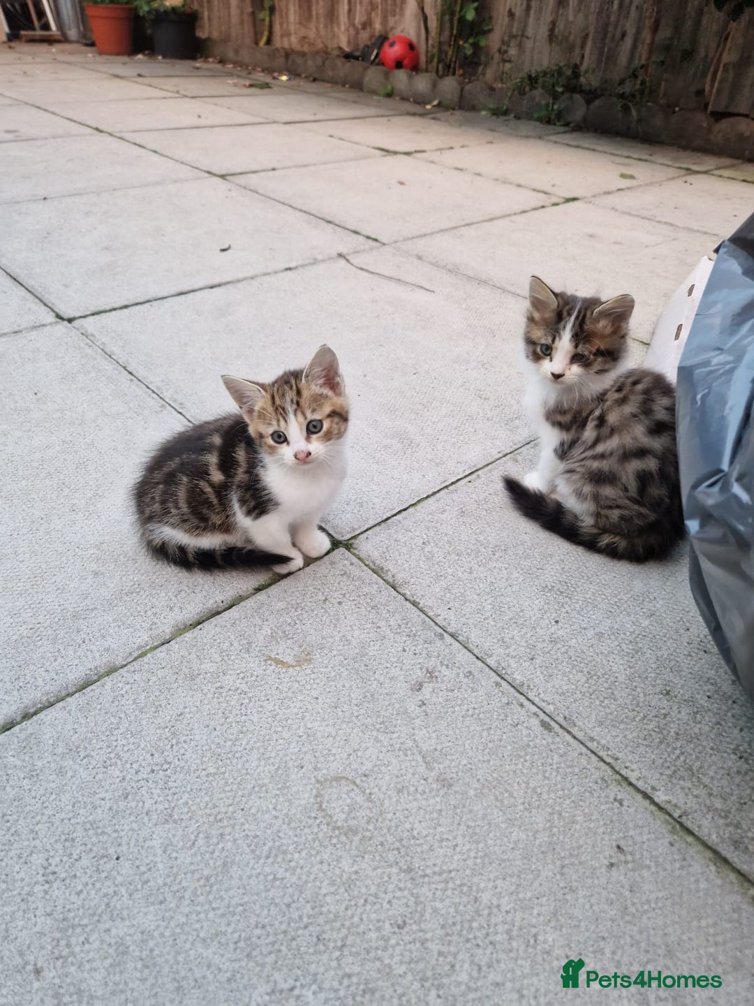 Mixed Breed cats for sale: Little baby kittens  - Image 3