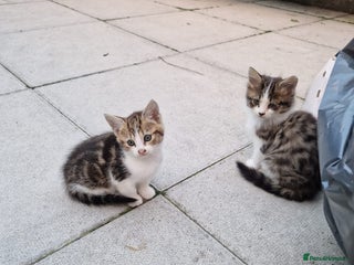 Mixed Breed cats - Advert 32