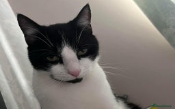 British Shorthair cats for sale: Rehoming my cat Stitch.  - Image 3