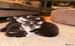 British Shorthair cats for sale: Half British shorthair kittens - Image 6