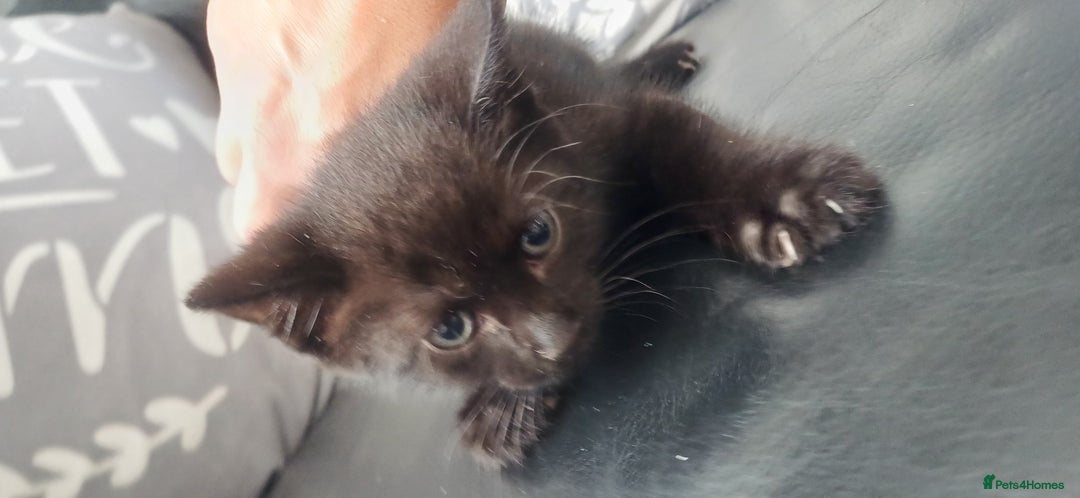 Mixed Breed cats for sale: Male kittens for sale  - Image 15
