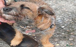 Border Terrier dogs for sale: Emily  - Image 2