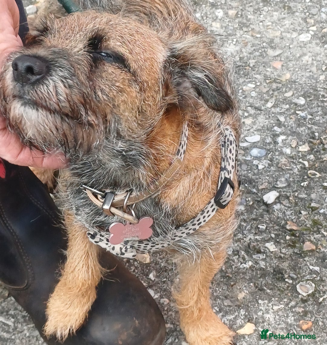 Border Terrier dogs for sale: Emily  - Image 2