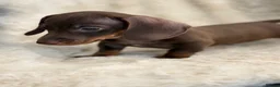Miniature Dachshund dogs for sale: Beautiful dachshund puppies  - Advert 4