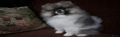 Pomeranian 3 mix colour boy
