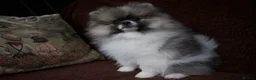 Pomeranian dogs for sale: Pom puppies with Kc reg , pedigree for sale - Advert 11