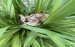 Bengal cats for sale: Sibling Bengals  - Image 18