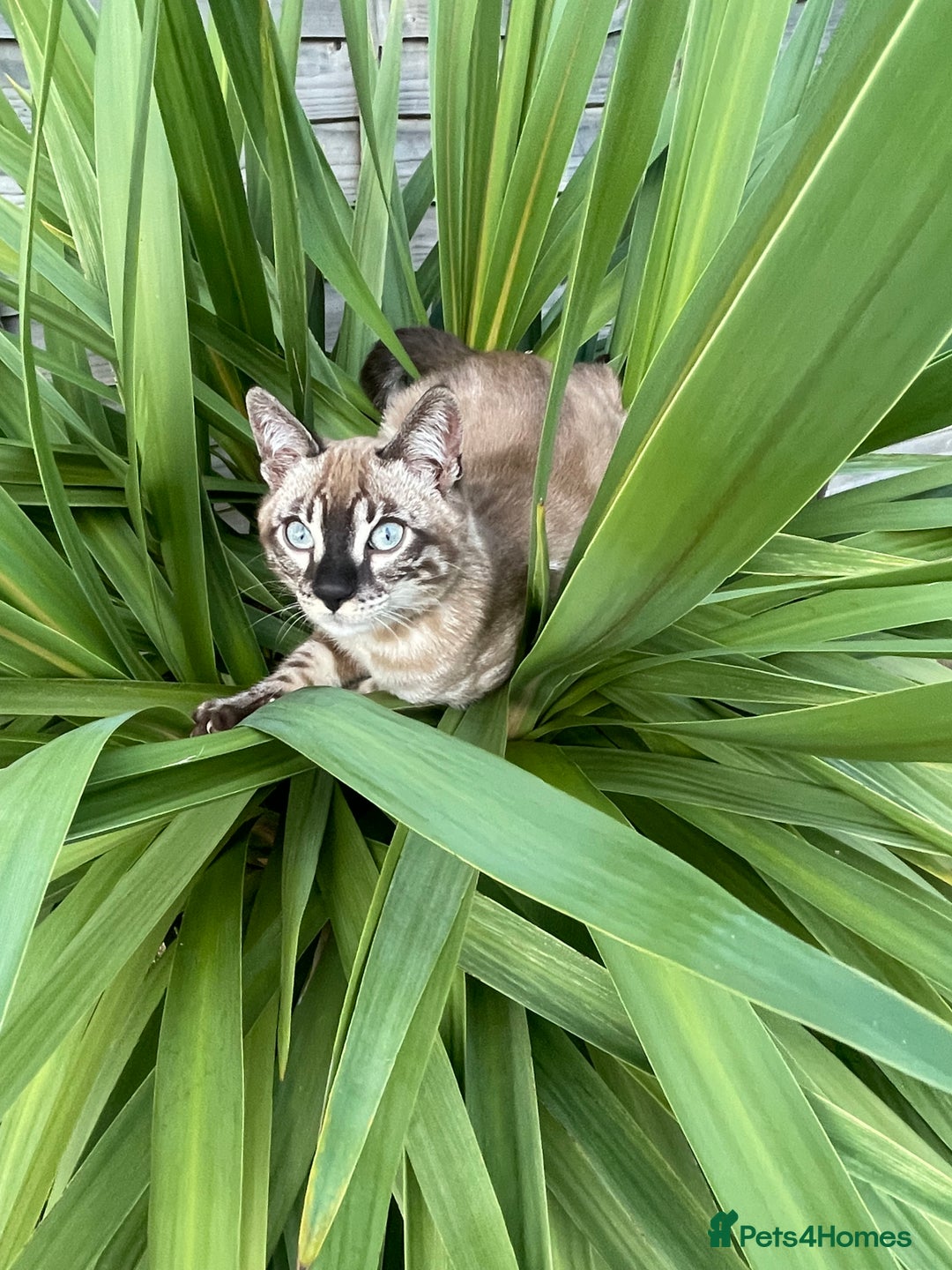 Bengal cats for sale: Sibling Bengals  - Image 18
