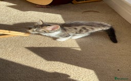 British Shorthair cats for sale: Beautiful tabby/Maine come kittens available  - Image 2